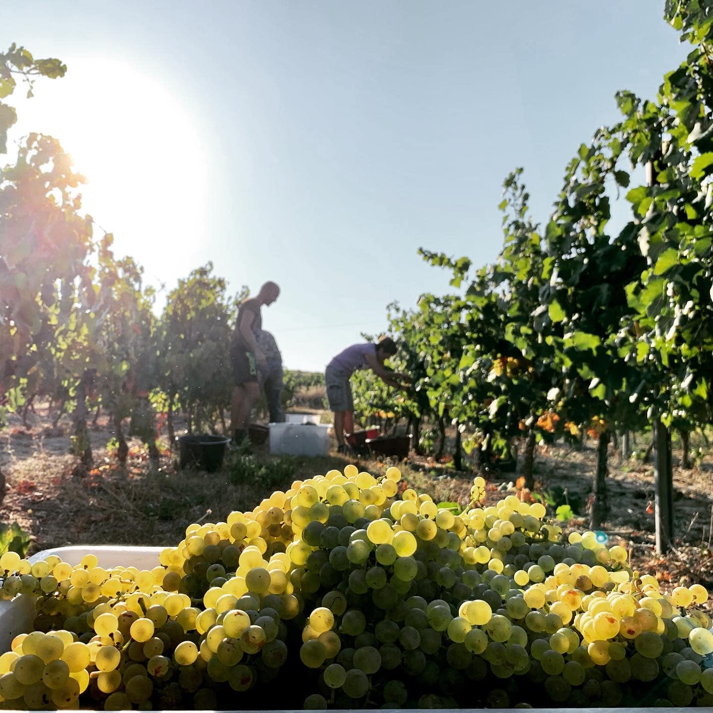 Domaine la Vivarelle, Madame Rêve 2018