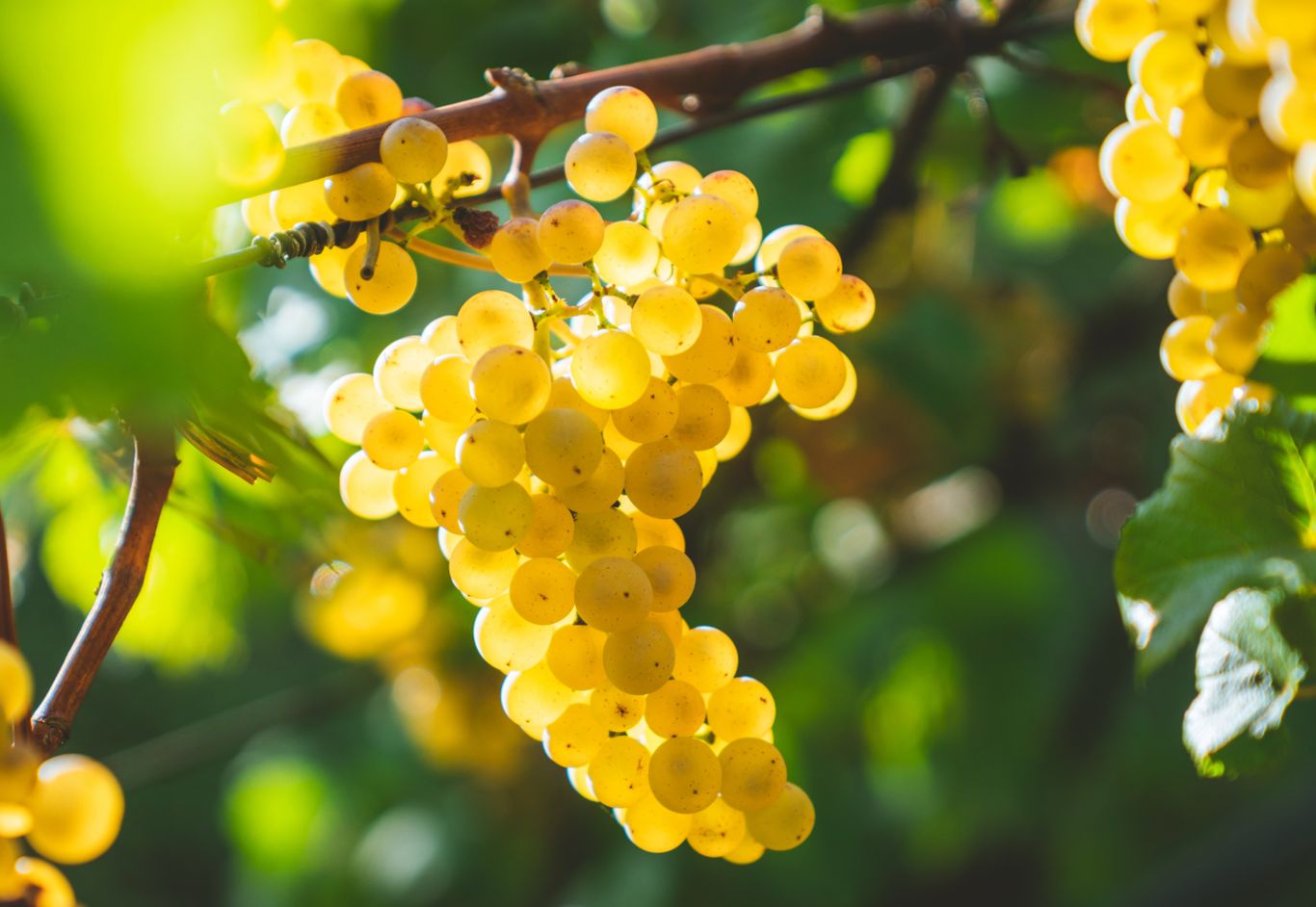 Domaine Jean Jacquin & Fils, Chablis Premier Cru, Les Vaillons 2021