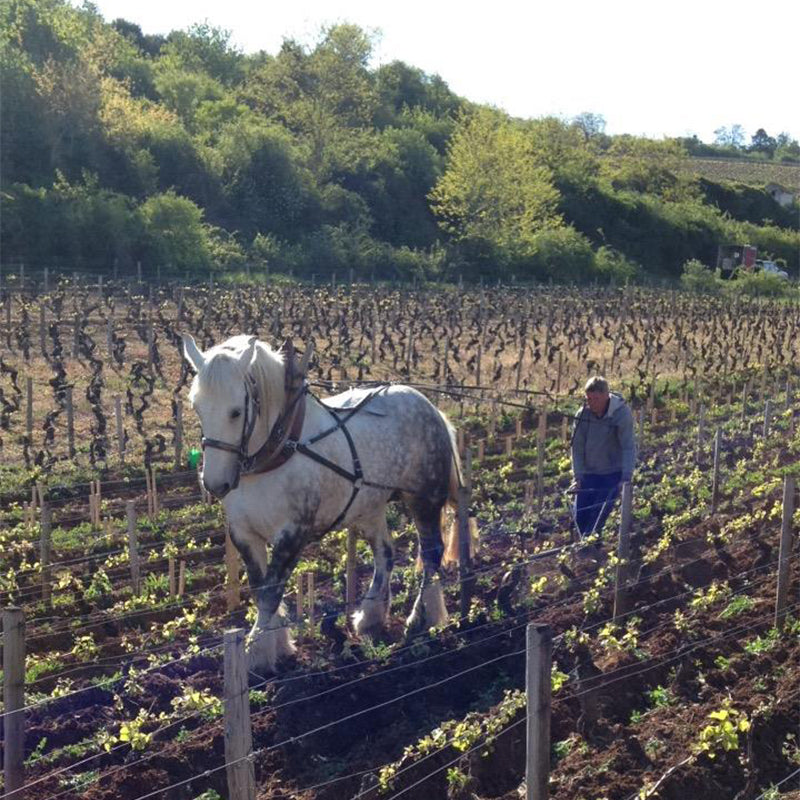 Domaine Billard Père et Fils, Hautes-Côtes de Beaune 2021