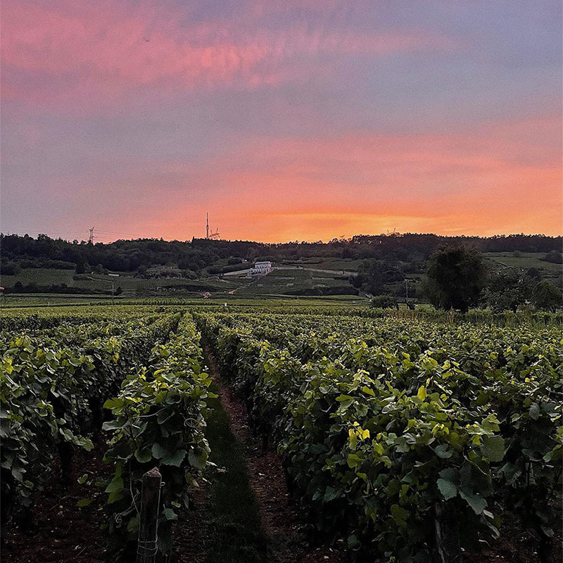 Domaine Guy & Yvan Dufouleur, Hautes-Côtes de Nuits, Les Dames Huguette 2019