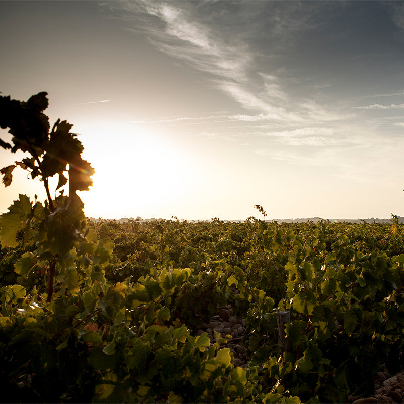 Domaine de la Côte de l’Ange, Châteauneuf-du-Pape 2019