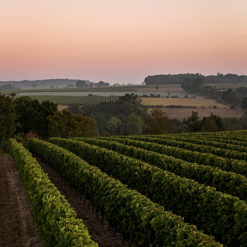 Domaine du Petit Clocher, Anjou Villages 2018