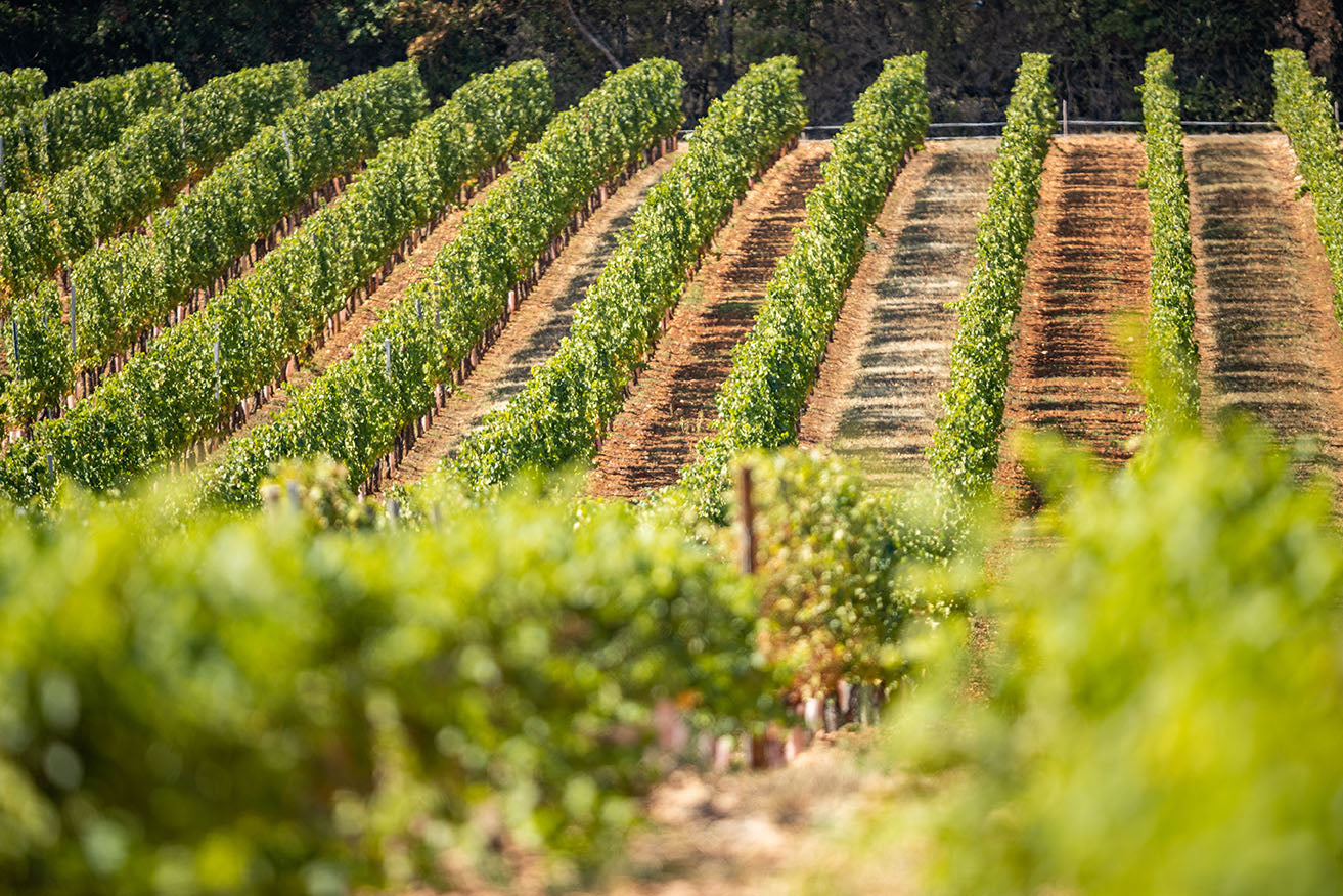 Domaine Guy & Yvan Dufouleur, Hautes-Côtes de Nuits, Les Dames Huguette 2019