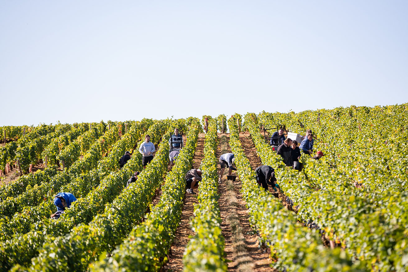 Domaine Guy & Yvan Dufouleur, Hautes-Côtes de Nuits, Les Dames Huguette 2018