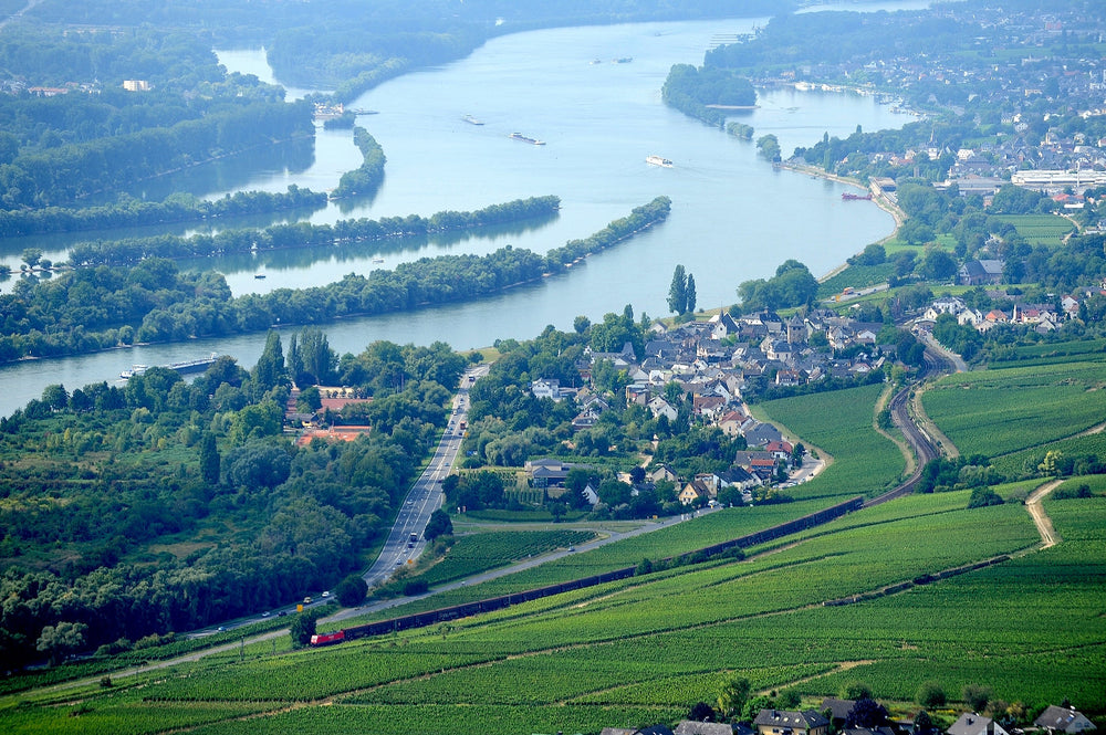 Weingut Kaufmann: From Swiss Cheese Master to Biodynamic Pioneer in the Rheingau