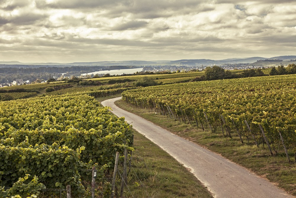 Kaufmann Rheingau Riesling trocken 2022