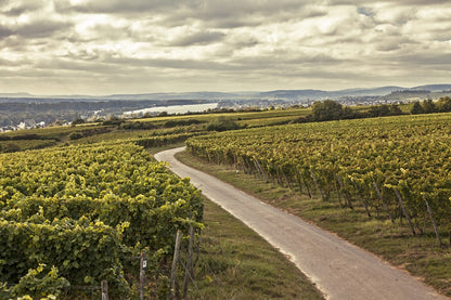 Kaufmann Rheingau Riesling trocken 2022