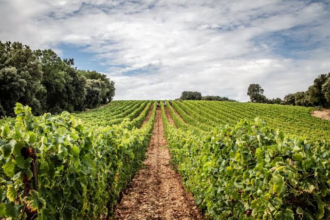Clos d'Elle - A huis clos, AOP Languedoc Grès de Montpellier, 2021