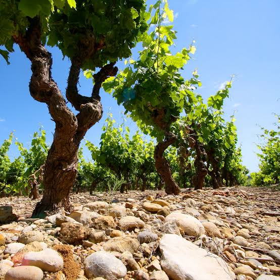 Clos d'Elle - A huis clos, AOP Languedoc Grès de Montpellier, 2021